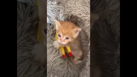 cute cat #50
