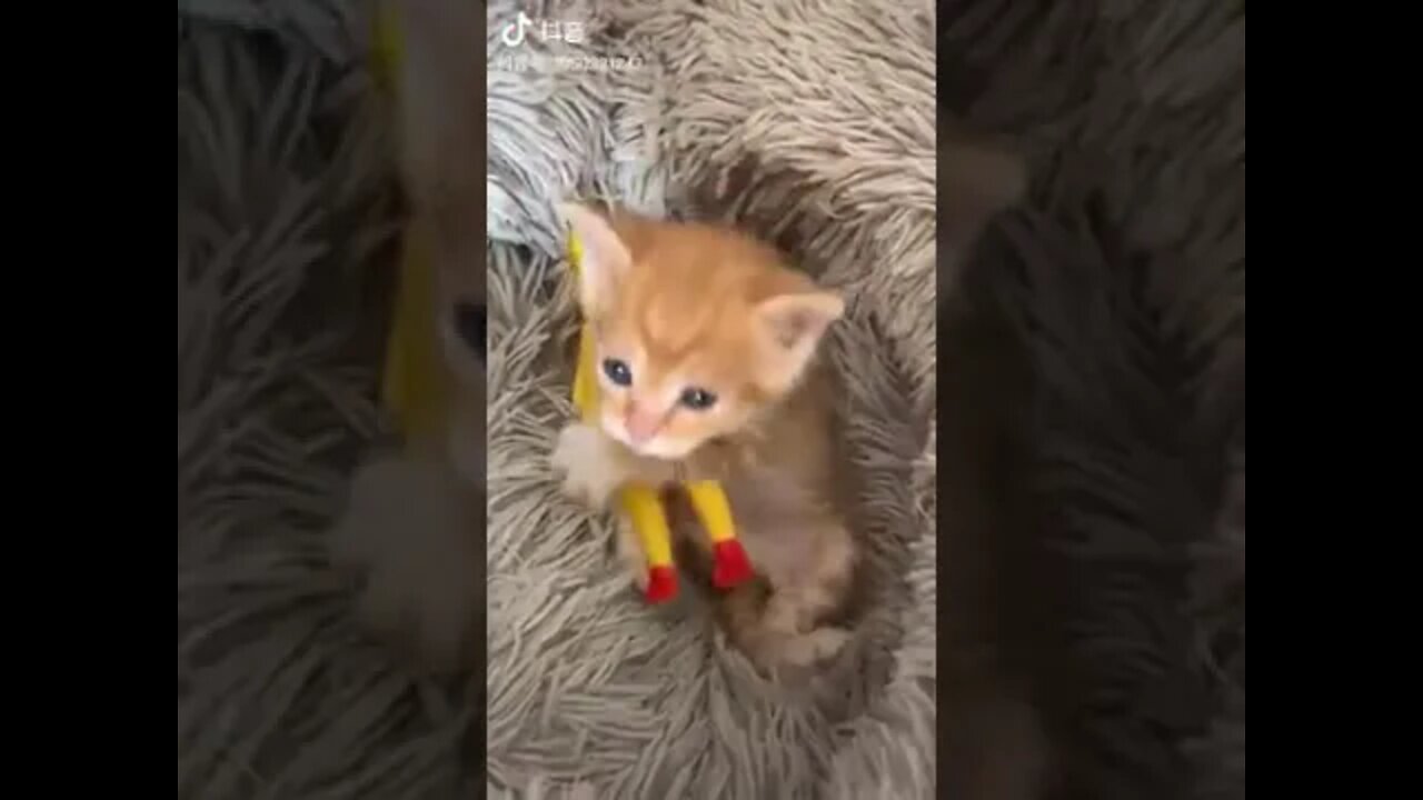 cute cat #50