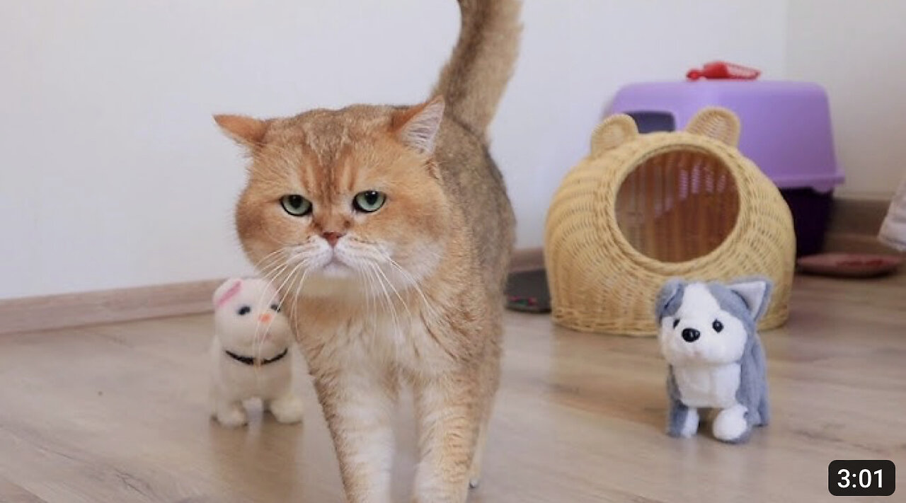 Cat William chooses toys for his kittens 😊