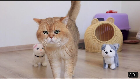 Cat William chooses toys for his kittens 😊