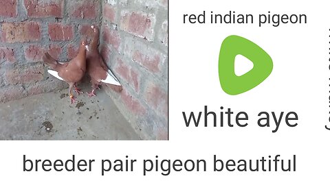 Lakha indian pigeon beautiful breeder pair