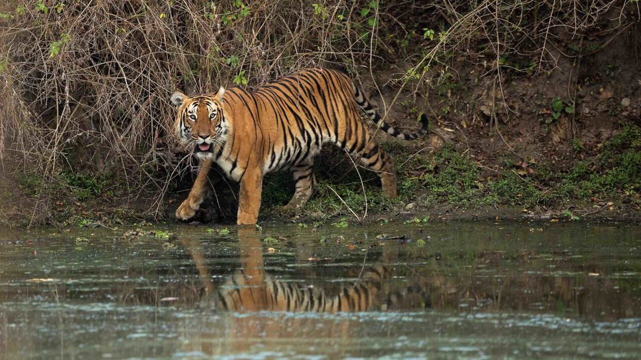 Terror in the Jungle! The Thrills of Tiger Hunting in the Wild