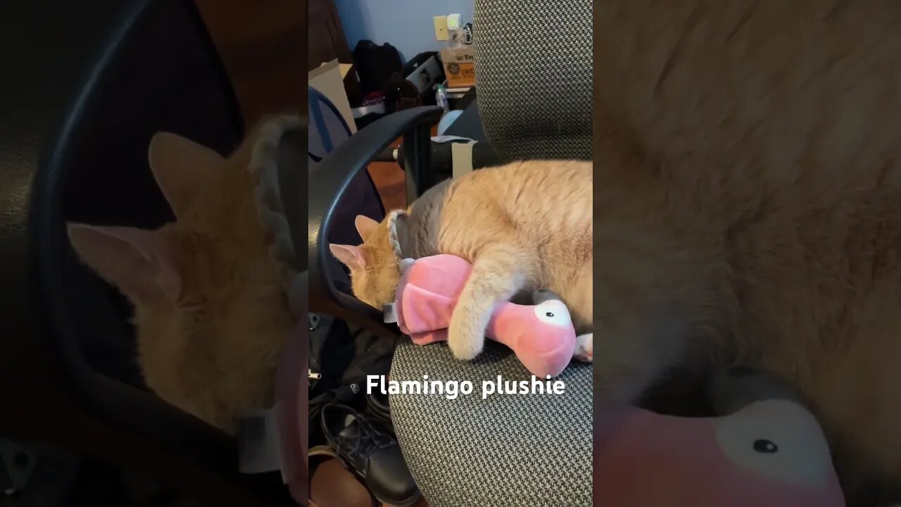 Dudley with flamingo plushie!