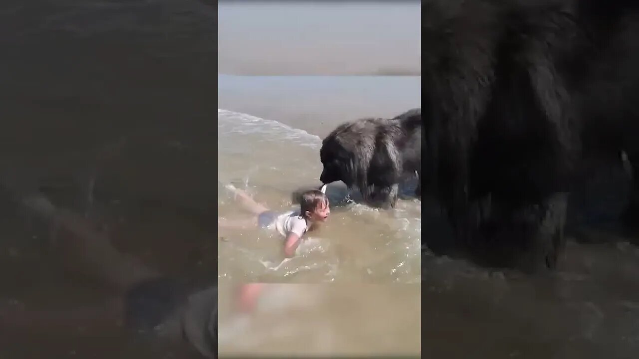 🐕Dog Decide to Rescue Girl Playing in Ocean🌊