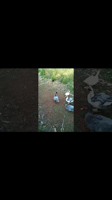 Muscovy Ducks and Australian Bush Turkey