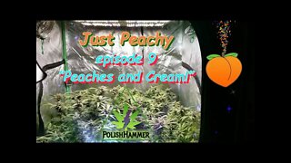 Just Peachy Ep.9 "Peaches and Cream!" #GeekLight #Phenohunt #SouthBayGenetics #420 🍑🍆🍍☀😎🔨 Day 50