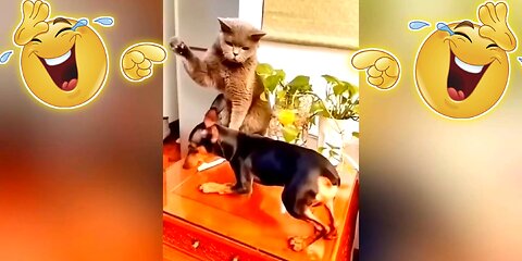 Fighter 💪 cat 🐈 funny video 🤣