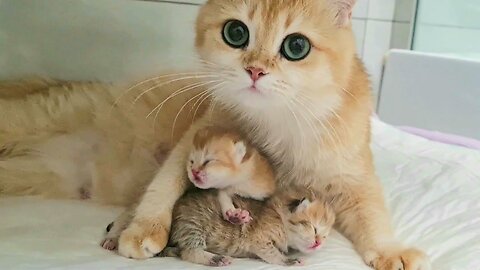 Mom Cat playing and talking to her Cute Meowing baby Kittens