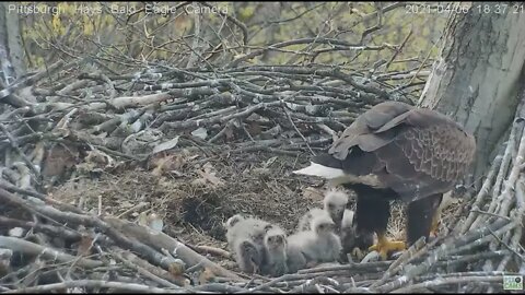 Hays eaglets H13 H14 H15 sweet feeding, but look who is on the fish! 2021 04 06 18:35