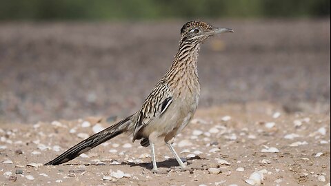 Roadrunner Searching