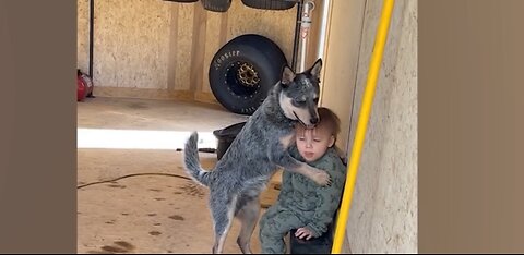 funny animals dog videos cat videos animals and kids