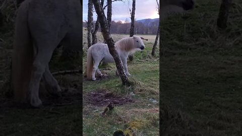 Horse scratching itself in Aviemore