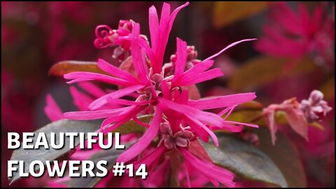 Beautiful flowers #14