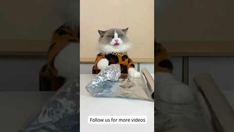 Cat YouTube Challenge 109: #funnycatvideos #trynottolaugh #catvideos #shorts