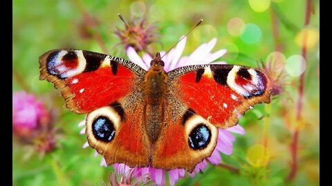 Peacock Butterfly