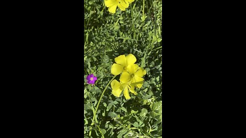 Bermuda Buttercup Flowers