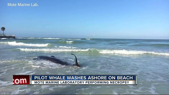 Dead whale found washed up on beach in Sarasota