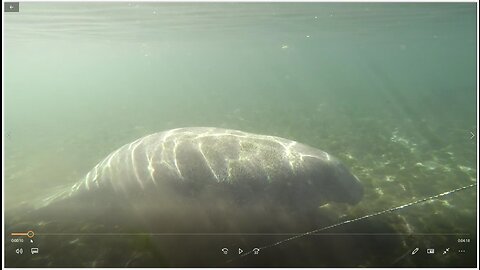 Swimming with Manatees