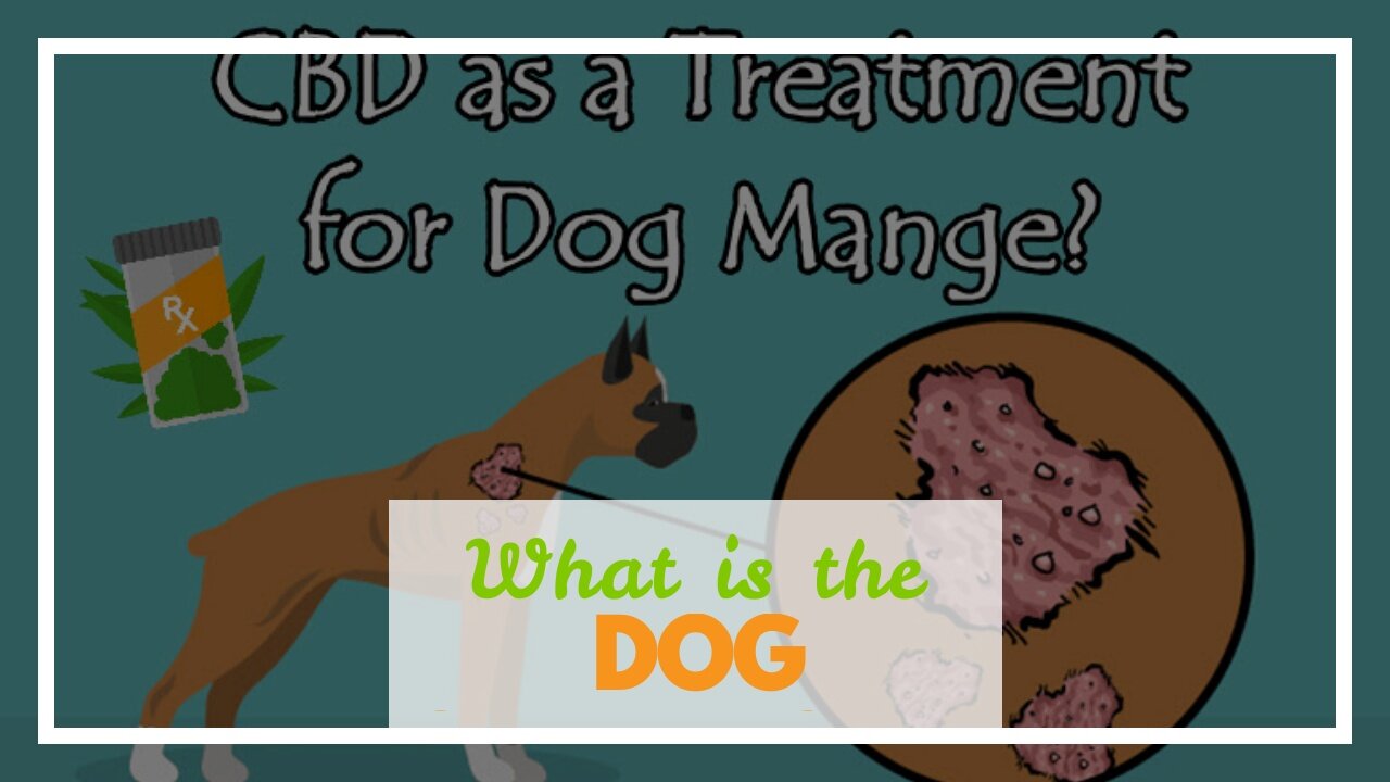 What is the Best Home Remedies for Dog Mange?