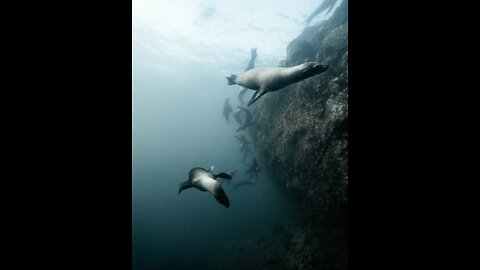 These seals are playing with a diver