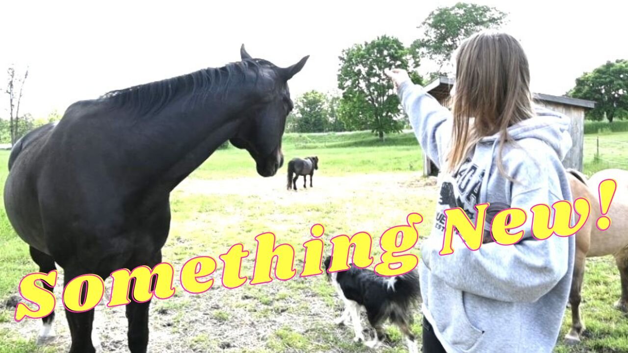 We Got Something New And It's Not A Chicken! So Exciting!
