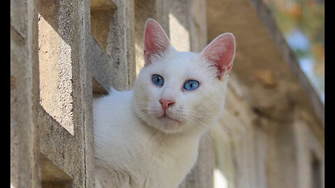 Kitten hiding outside