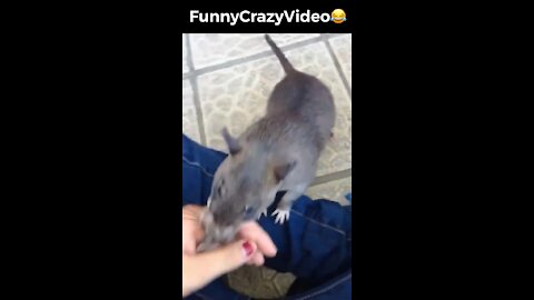 Mr FunnyCrazyVideo😂 Just Incredible Video Funny and Crazy #Like Follow for Follow 🥰