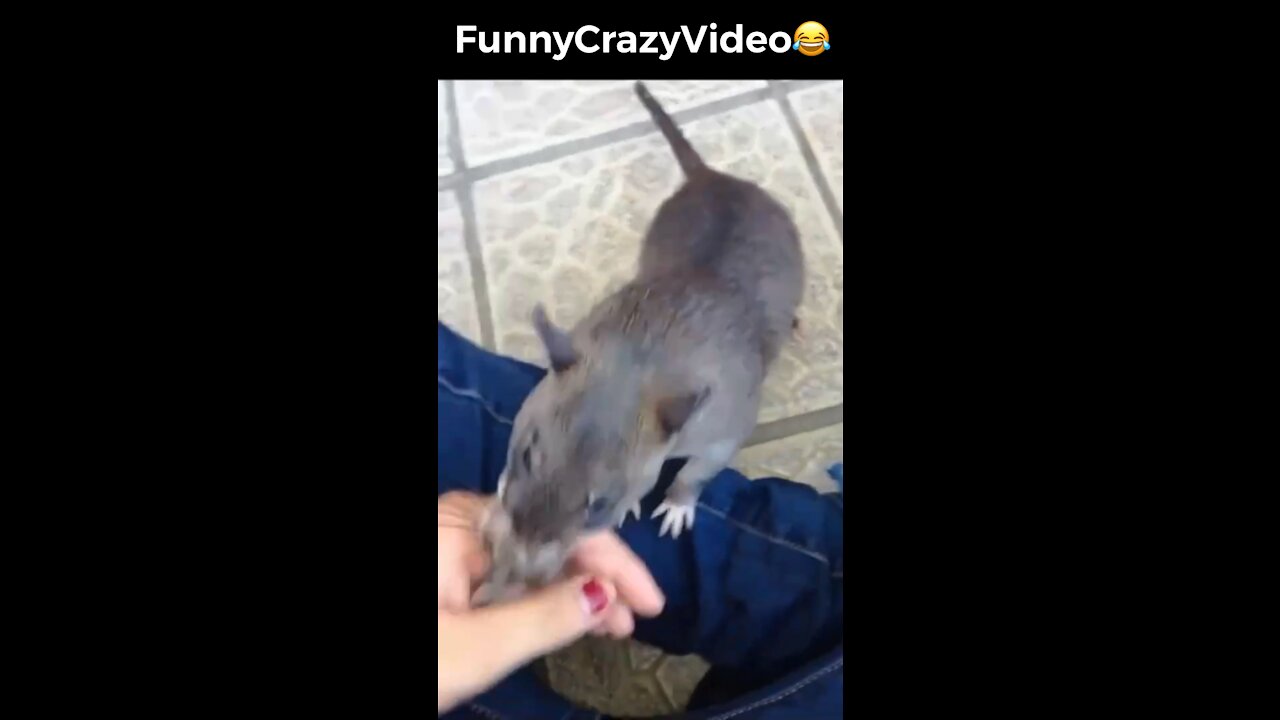 Mr FunnyCrazyVideo😂 Just Incredible Video Funny and Crazy #Like Follow for Follow 🥰