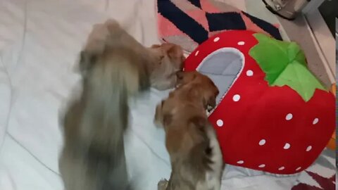 J Litter-5 Weeks Old Today(2)