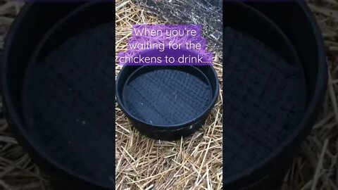 🐓 Waiting for the Chickens to Drink 🐓