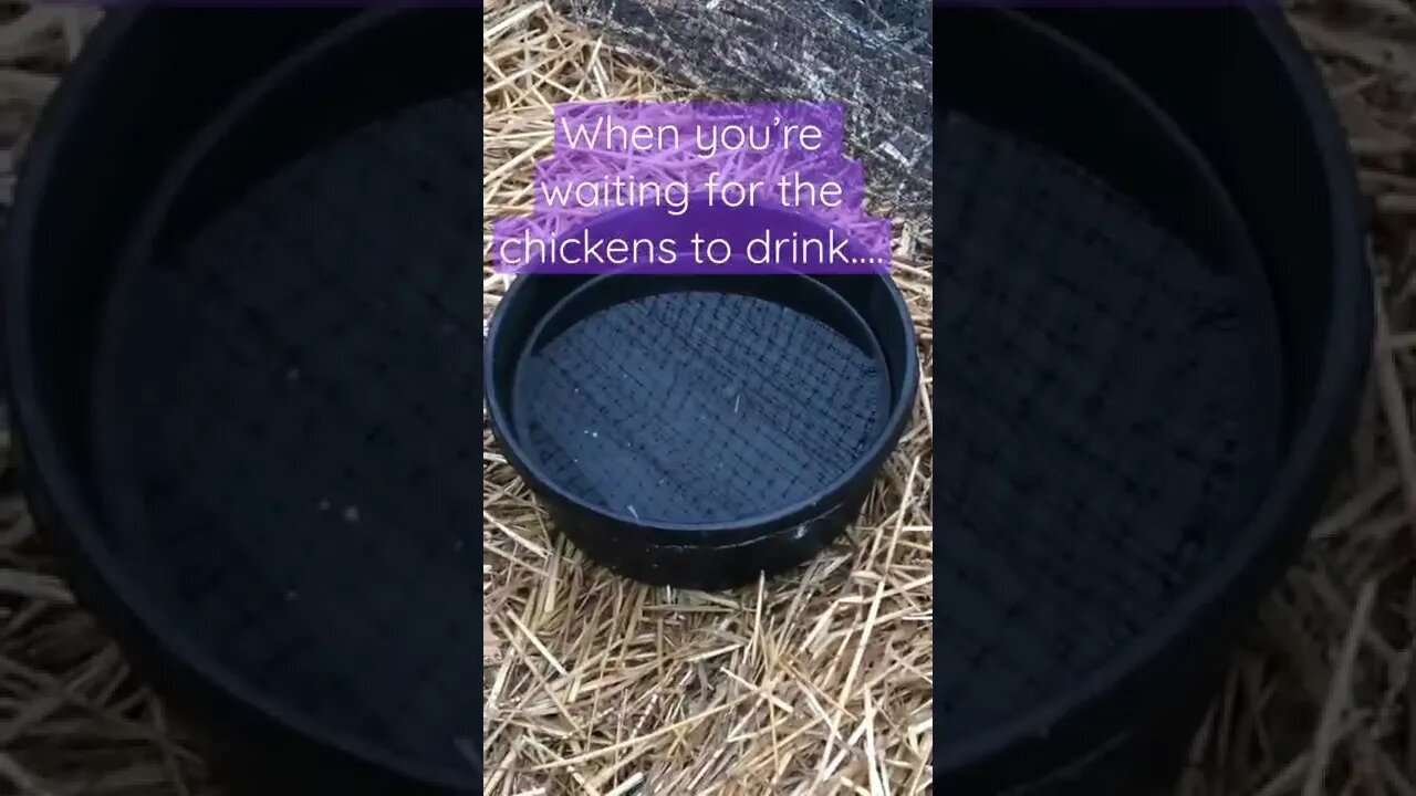 🐓 Waiting for the Chickens to Drink 🐓