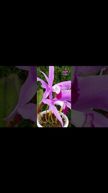 BLINK and you will MISS👆🏼THIS 🙌🏼🤩 after 11,5 months of LEAVES ONLY 🥳 #ninjaorchids #shorts