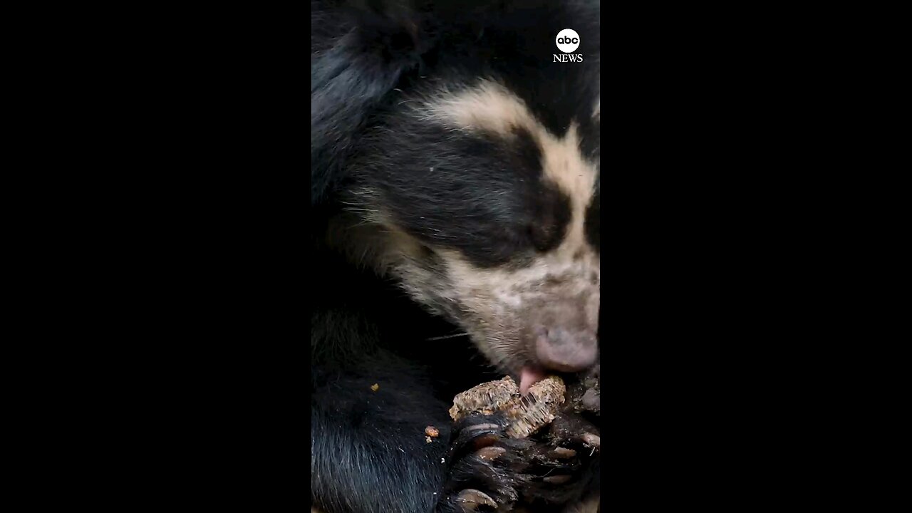 Andean bears enjoy honeycomb at San Diego Zoo