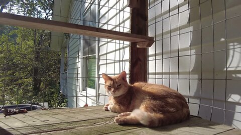 Petting Catio Cat Lexi and Pittie Ivan on a Tennessee Farm (4K HD ASMR)