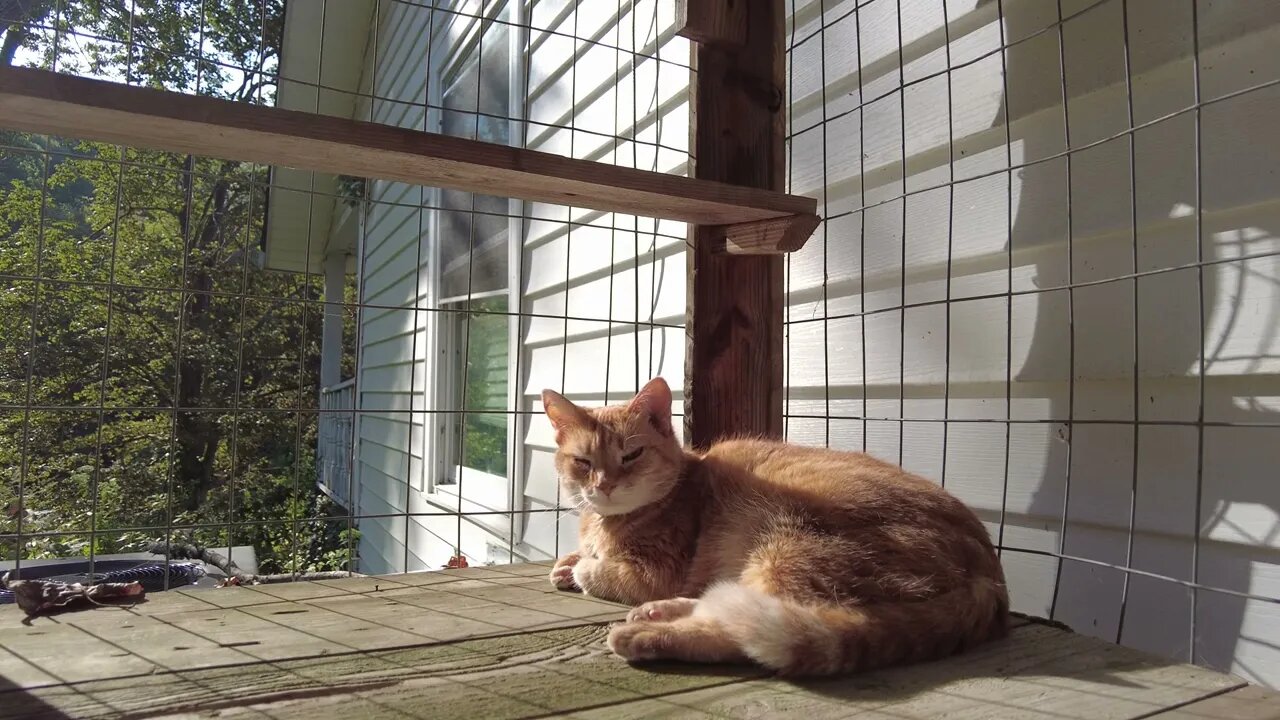 Petting Catio Cat Lexi and Pittie Ivan on a Tennessee Farm (4K HD ASMR)