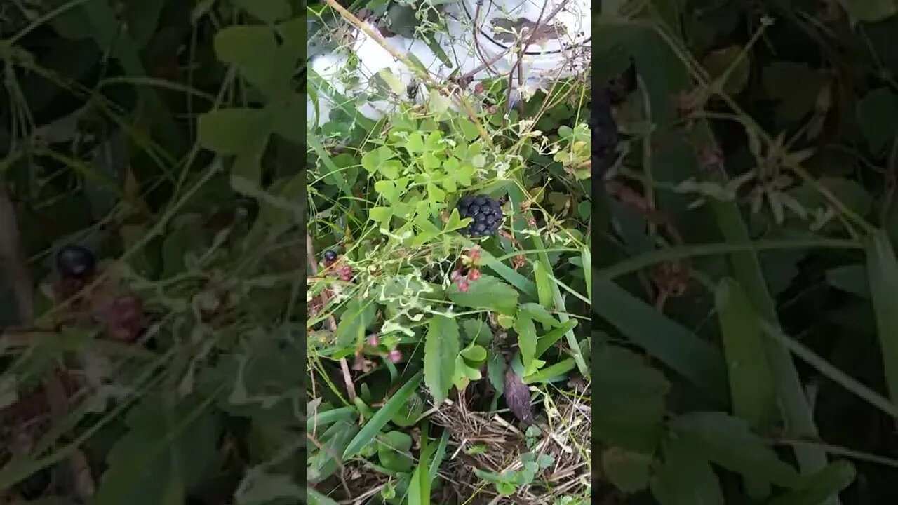 Found a blackberry
