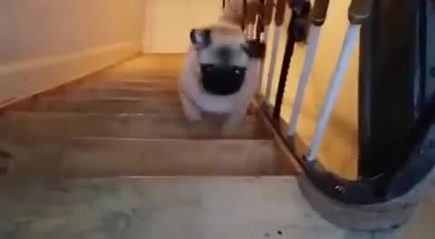 Pug decides to climb stairs in peculiar fashion