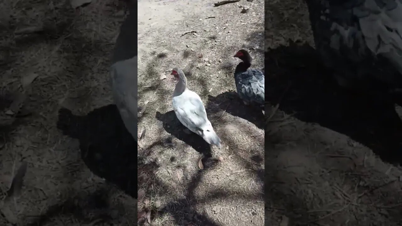 A nice Silver Muscovy drake