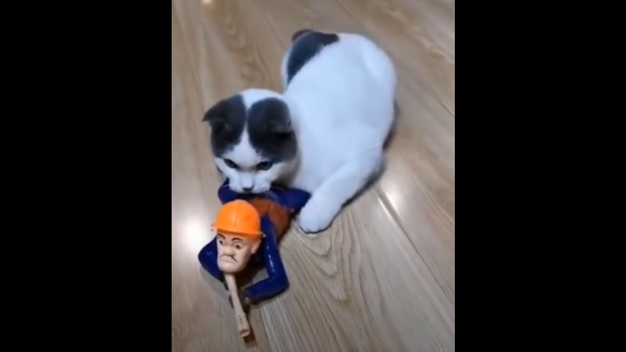 Funny Cat Video Collection - Try Not To Laugh
