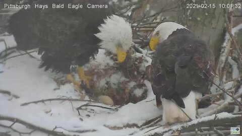 Hays Eagles Mom on Eggs in the snow Dad comes in 2021-2 -15 10:00AM