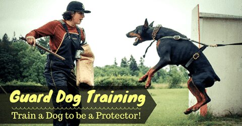 Guard Dog Training Step by Step!