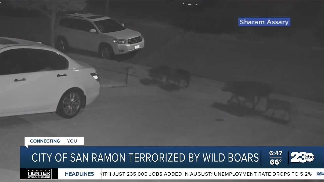 City of San Ramon being terrorized by wild boars