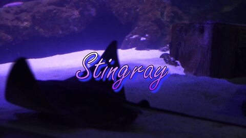 Stingray