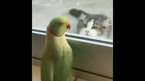 Funniest Cats Puppies Animals