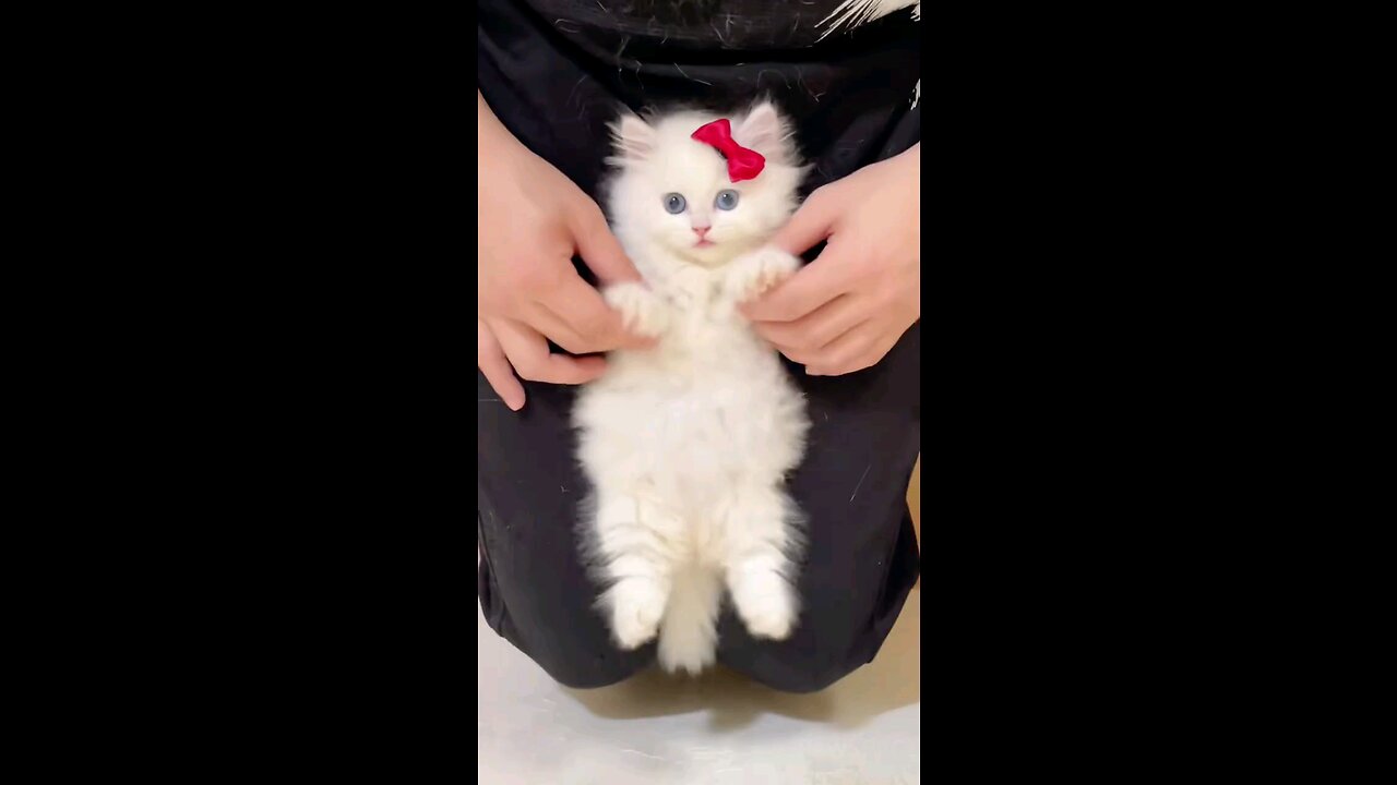 Funny & Cute Kitten 😍