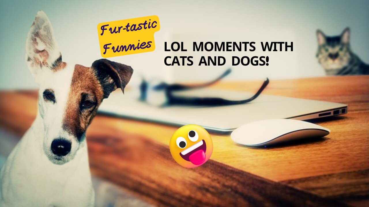 "Paws and Chuckles: Hilarious Cats and Dogs Comedy Compilation!"