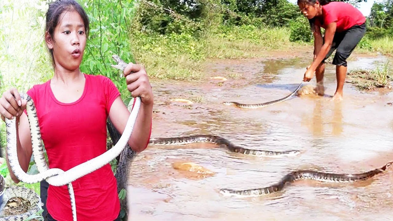 Top 3 Cooking Snake Videos Catching, Cooking and Eating Snake for survival food in forest