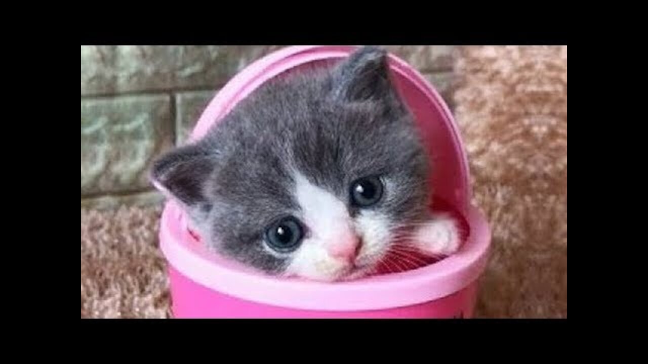 Cute Is Not Enough - Best Funny Cat Videos 2019 #7