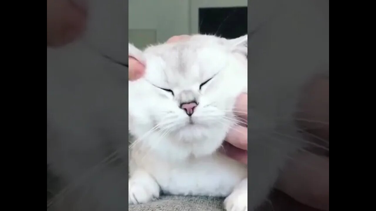 Yes human, that's the way I like it!