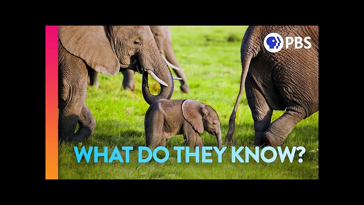 Elephant Moms Carry the Wisdom of Generations | IN OUR NATURE